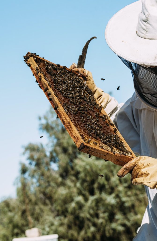 beekeeper-working-collect-honey-1-1.jpg